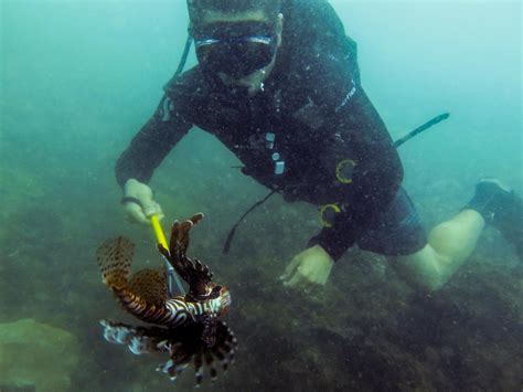 Invasive lionfish may be a selective predator