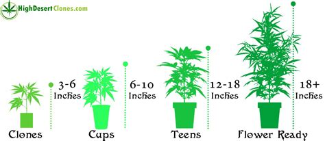 Marijuana Plant Size Chart – High Desert Clones