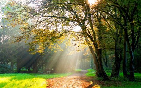 trees, Path, Sun rays, Dirt road HD Wallpapers / Desktop and Mobile Images & Photos