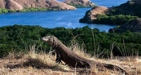 The ultimate guide to Komodo islands and Flores - Indonesia’s land of dragons