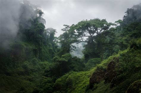 Congo Rainforest - Cool Earth