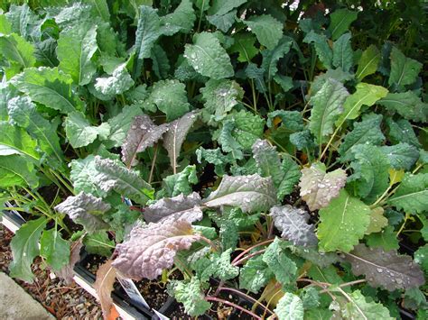 New Utah Gardener: Planting Cool Season Vegetables In Utah