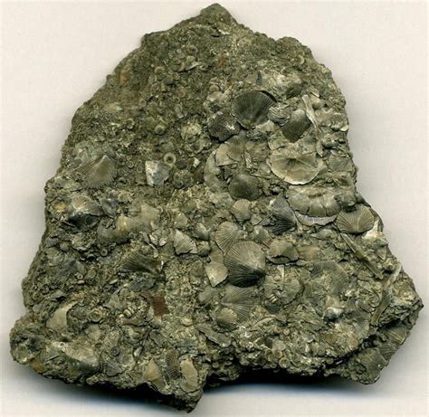 Fossiliferous Limestone: Sedimentary (BioChemical, Calcite) | Geology ...