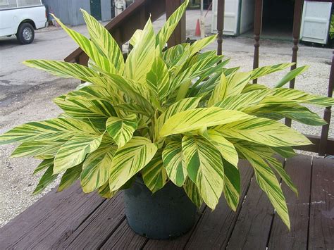 Alpinia zerumbet 'Variegata', Shell Ginger - Variegated