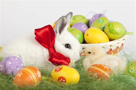 Easter Bunny HD Wallpapers - Wallpaper Cave