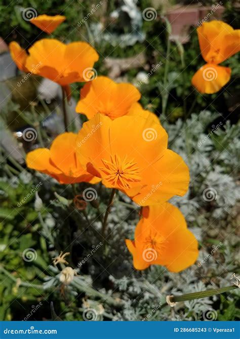 California Poppy flowers stock image. Image of orange - 286685243