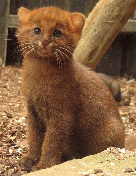 26 best Cat Profile: Jaguarundi images on Pinterest | Big cats, Wild ...