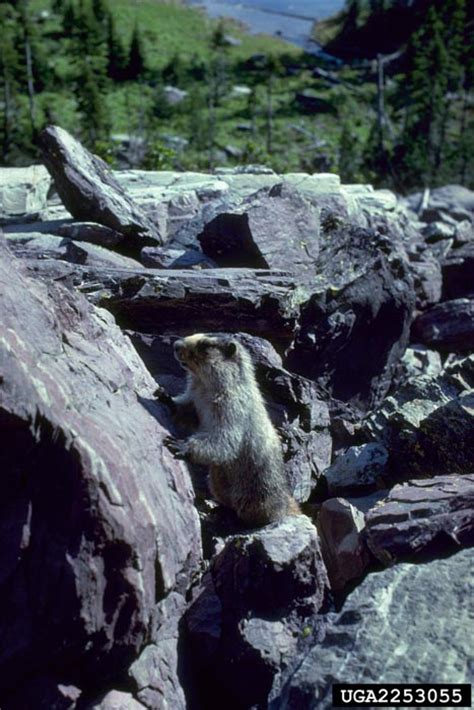 Hoary Marmot - Marmota caligata - NatureWorks