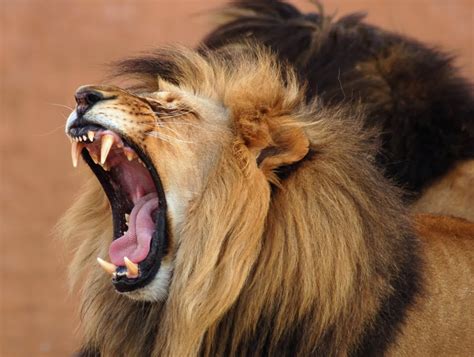 Animal Free Wallpapers: Roaring animal Lion Wallpapers