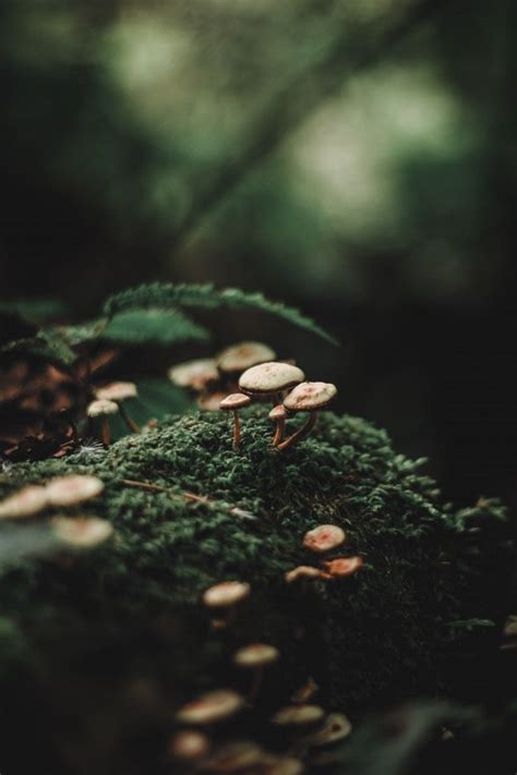 Mushrooms, Bokeh - Forest Photography | Forest photography, Dark green ...