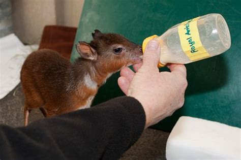 The Royal Antelope Isn’t King-Sized | Baby Animal Zoo