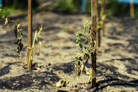 The Dried Bush of a Tomato. the Plant Withered from Lack of Water ...