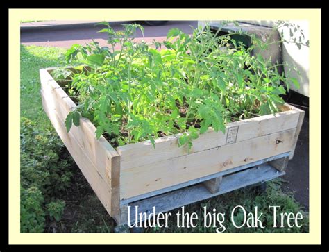 Under the Big Oak Tree: Gardening: Raised Bed Garden from a recycled pallet