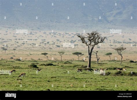 Herd of Thompson gazelle grazing on the Masai Mara plains Stock Photo ...