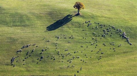 field, animals, aerial view, Germany, grass, trees, sheep HD Wallpaper