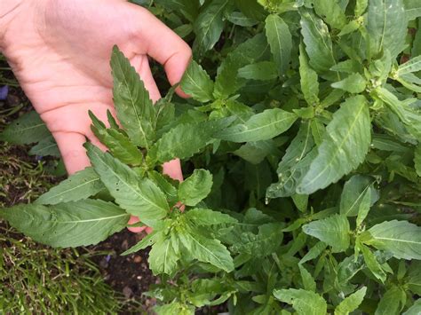 Plants identification: weed or perennial? — BBC Gardeners' World Magazine