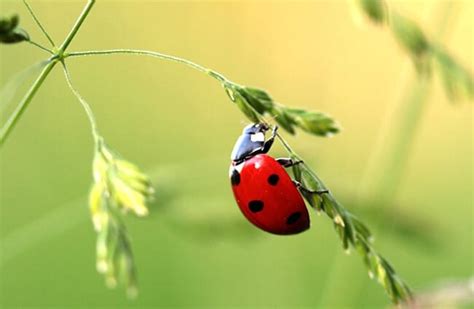 Ladybug - Description, Habitat, Image, Diet, and Interesting Facts