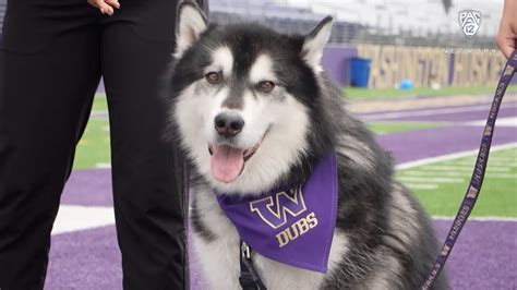 Udub Mascot Wholesale Store | americanprime.com.br