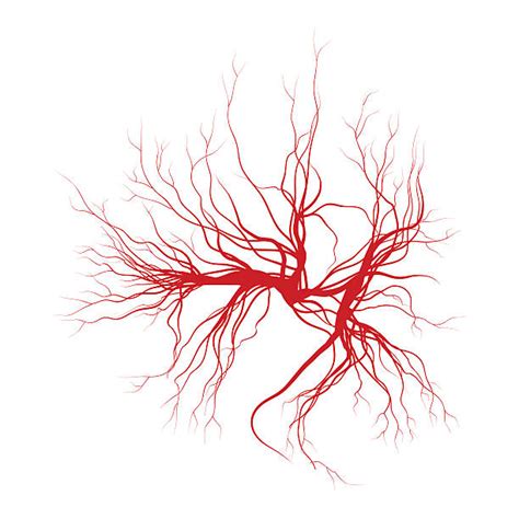 Background Of Arteries Illustrations, Royalty-Free Vector Graphics ...