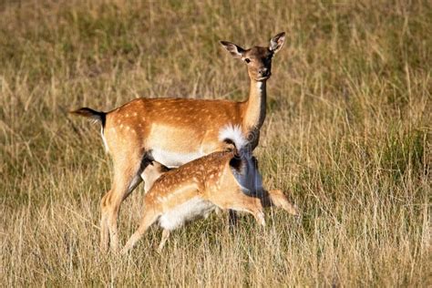 Doe and Fawn Fallow Deer, Dama Dama, in Autumn Colors Stock Image ...