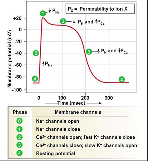 Action Potential Depolarization Phase Which Channel Do They Use