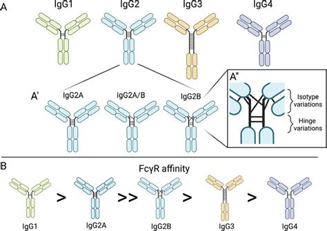 IgG isotypes, isomers, and FcγR affinities. A Four structures of IgG... | Download Scientific ...