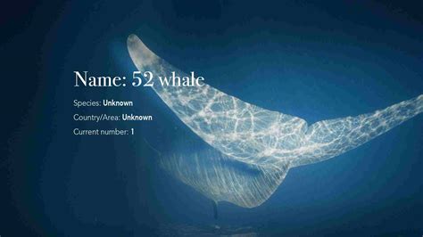 The loneliest animals on earth 1: The 52Hz whale - CGTN