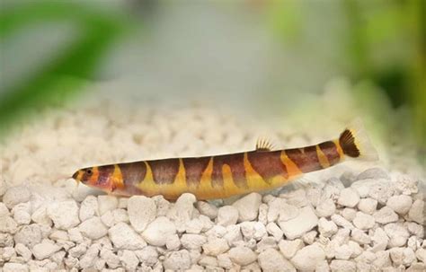 Calico Kuhli Loach | Big Aquarium