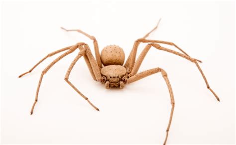 Six Eyed Sand Spider: Species Profile - BuzzSharer.com