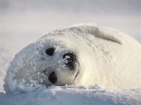 White Bear Sleeping in Snow | HD Wallpapers