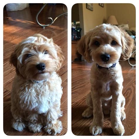 cockapoo grooming - Google Search in 2020 | Cockapoo grooming, Puppy ...