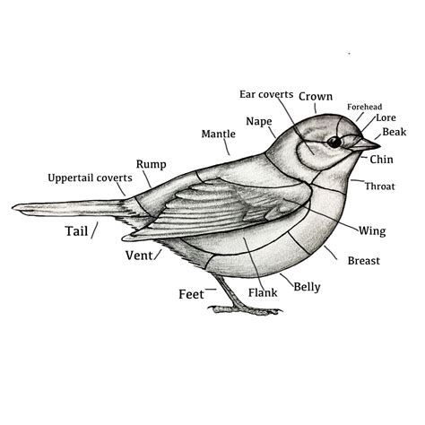 Basic Bird Anatomy - World of Birds