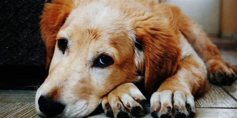 7 Common Signs of Arthritis in Dogs - Old Farm Veterinary Hospital