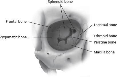 Periorbital Anatomy | Plastic Surgery Key