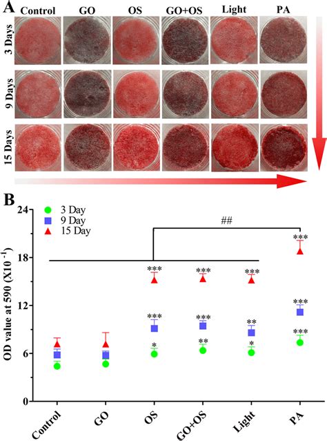 Alizarin red staining and its quantitative measurement further support ...