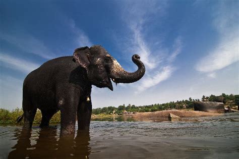 Indian Elephant Standing in River | Elephant Facts and Information