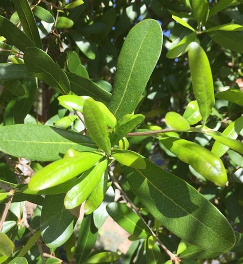 Southern Live Oak 6-12 seedling | Etsy