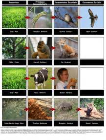 Chaînes Alimentaires | Exemples et Activité Interactive