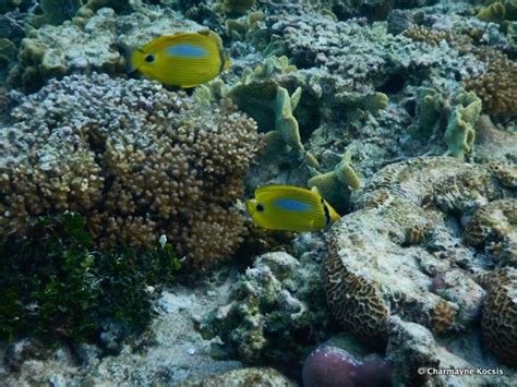 Snorkeling at Lady Elliot Island, Great Barrier Reef | A Complete Guide