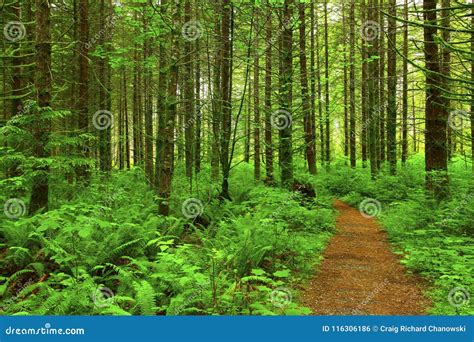 Pacific Northwest Forest Hiking Trail Stock Photo - Image of pacific, walking: 116306186