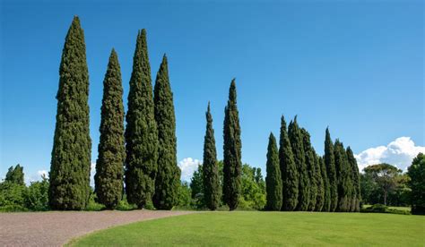 Cypress Tree: How to Grow and Maintain, Tips