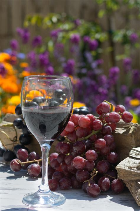 Free Images : grape, fruit, flower, food, produce, drink, red wine, wineglass, wine glass ...