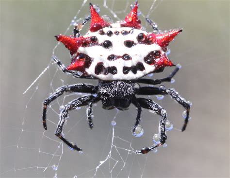 Are Spiny Orb Weavers poisonous? Orb weaver spider web & bite