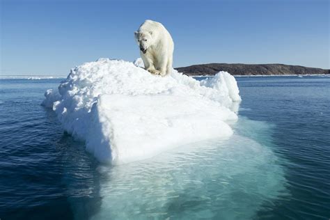 Polar Bear on Iceberg, Hudson Bay, Nunavut, Canada posters & prints by Corbis