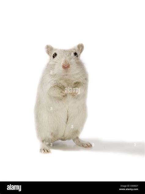 white gerbil standing on white background Stock Photo - Alamy