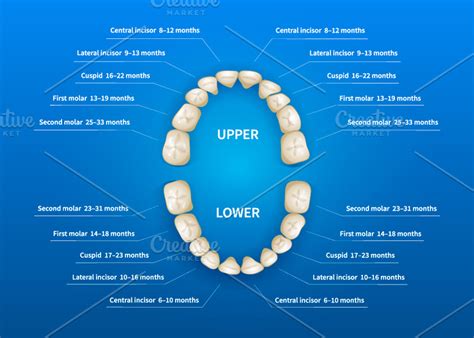 Children tooth numbering chart ~ Illustrations ~ Creative Market