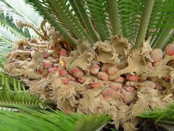 Plants & Flowers » Cycas revoluta