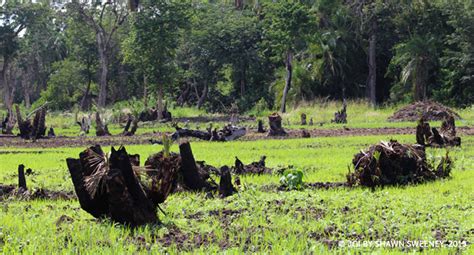 Using the Power of the Cloud to Map Chimpanzee Habitat Connectivity