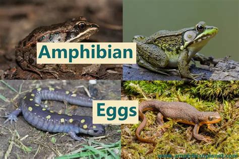 Salamander Eggs vs Frog Eggs vs Toad Eggs vs Newt Eggs [Images]