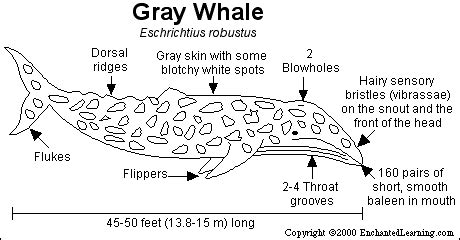 Gray Whale Print-out - EnchantedLearning.com